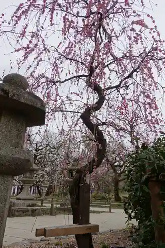 北野天満宮の庭園