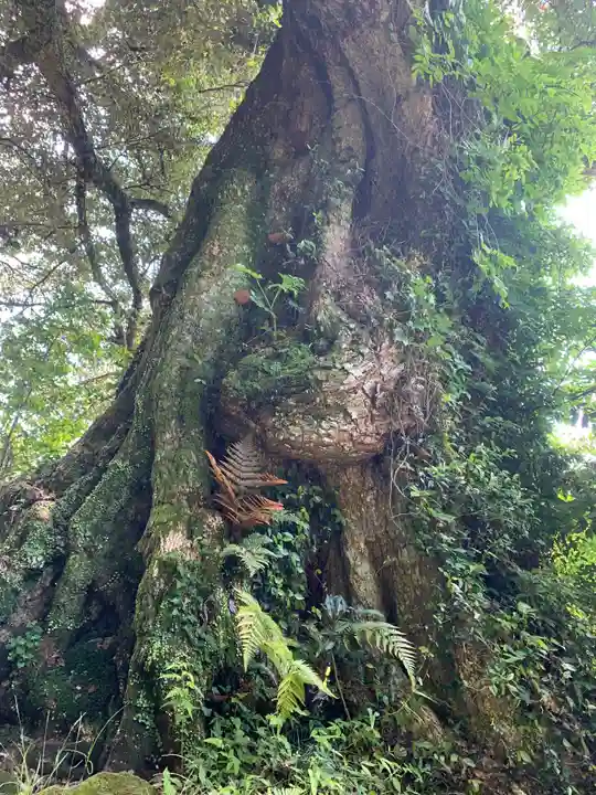日枝神社の自然