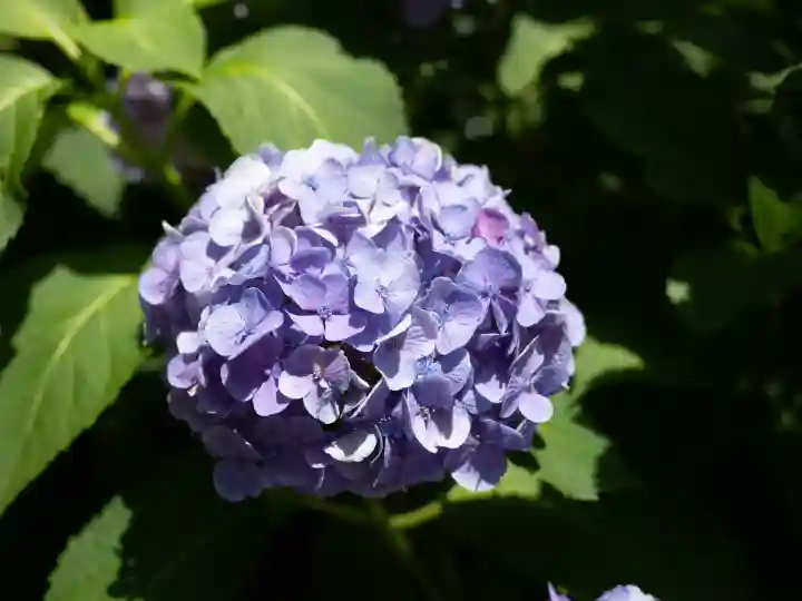 装束稲荷神社(王子稲荷神社境外摂社)(東京都)