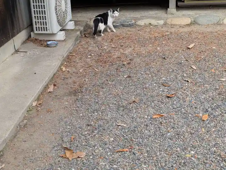 八幡社(柏井町)の動物