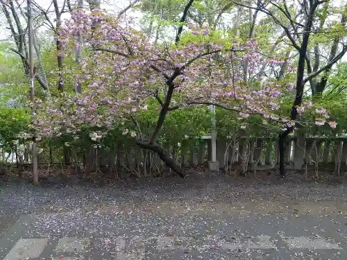 阿智神社の自然