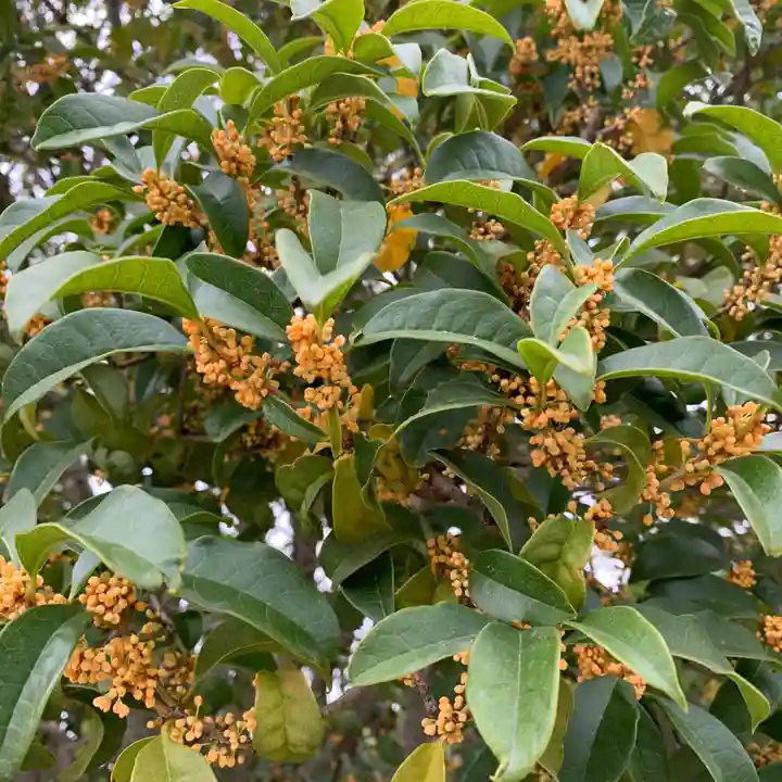 豊景神社の自然