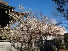 大棚・中川杉山神社の自然