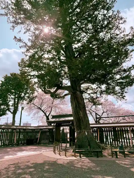 諏訪神社の{uncategorized: "未分類", other: "その他", undefined: "問題あり", building: "その他建物", grave: "お墓", sacred_gate: "鳥居", guardian: "狛犬", statue: "像", buddha: "仏像", history: "歴史", nature: "自然", garden: "庭園", animal: "動物", pagoda: "塔", temizu: "手水舎", mountain_gate: "山門・神門", sanctuary: "本殿・本堂", subordinate: "末社・摂社", art: "芸術", scenery: "景色", jizo: "地蔵", ema: "絵馬", goshuin: "御朱印", omikuji: "おみくじ", items: "授与品その他", amulet: "お守り", goshuincho: "御朱印帳", eats: "食事", festival: "お祭り", votive_dance: "神楽", shichigosan: "七五三参", wedding: "結婚式", experience: "体験その他", initially: "初詣", around: "周辺", anti_infection: "感染症対策"}