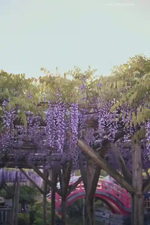 亀戸天神社(東京都)