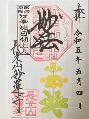 黄花クリンソウ