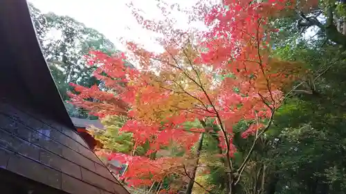 出雲大神宮の自然