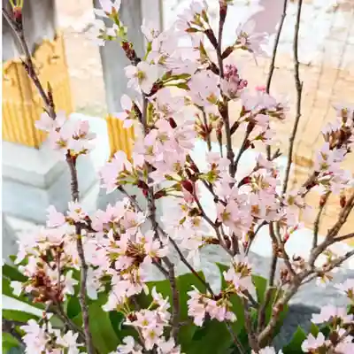 彌彦神社　(伊夜日子神社)の手水舎