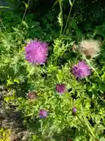 八幡神社の自然