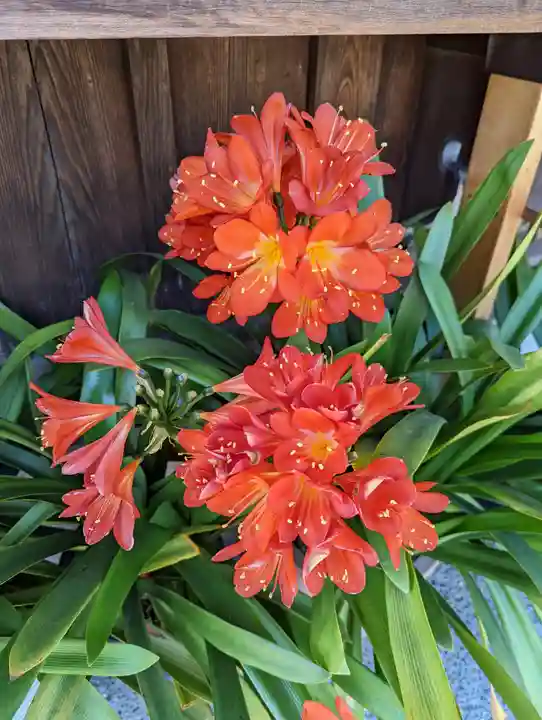 六孫王神社(京都府)