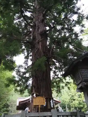 諏訪大社下社秋宮の自然