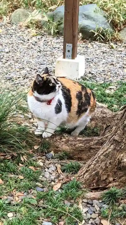 菊田神社の動物