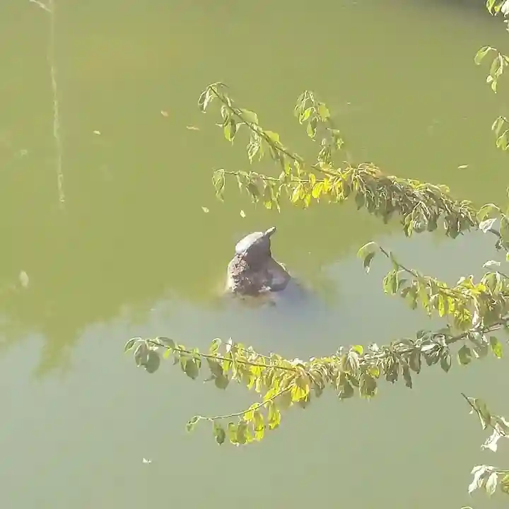 亀戸天神社の動物