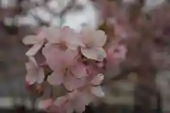 今戸神社の自然