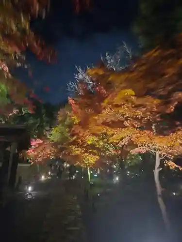 高台寺（高台寿聖禅寺・高臺寺）(京都府)