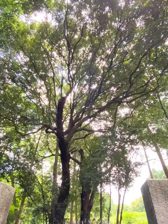 山宮浅間神社の自然
