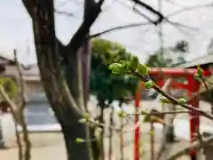 總社 和田八幡宮の自然