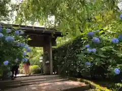 明月院の山門