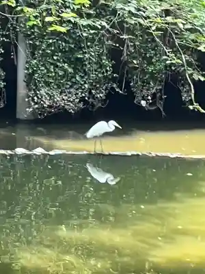 東京大神宮(東京都)