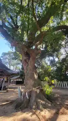 埜中神社(愛媛県)