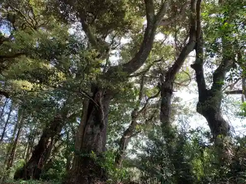 玉前神社の自然
