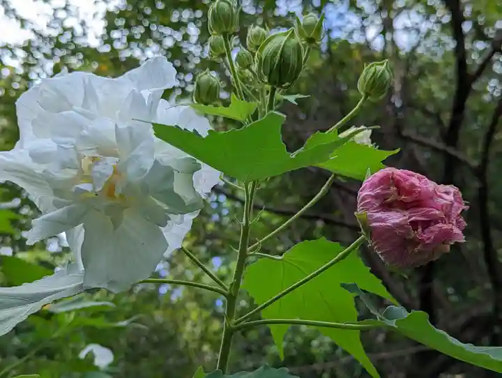 大乗寺(京都府)