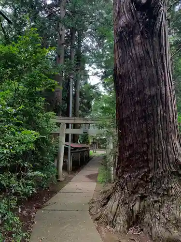 日吉神社の鳥居