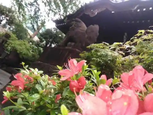 白山神社の狛犬