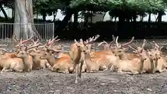 三嶋大社の動物