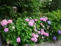 極楽寺(霊鷲山感應院極楽律寺)の自然