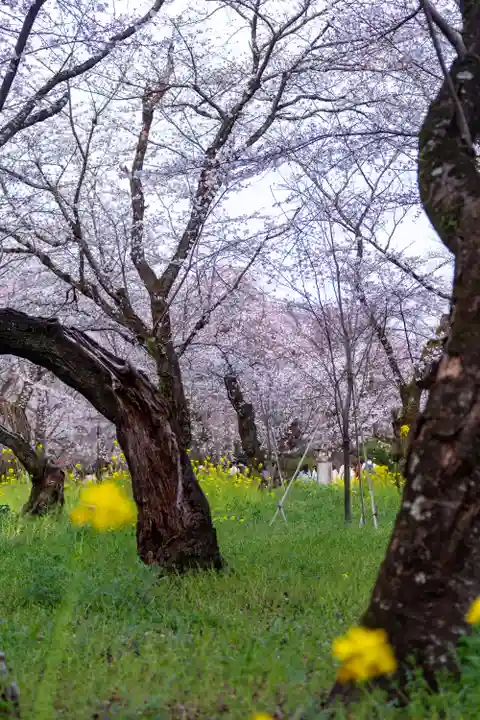 平野神社(京都府)