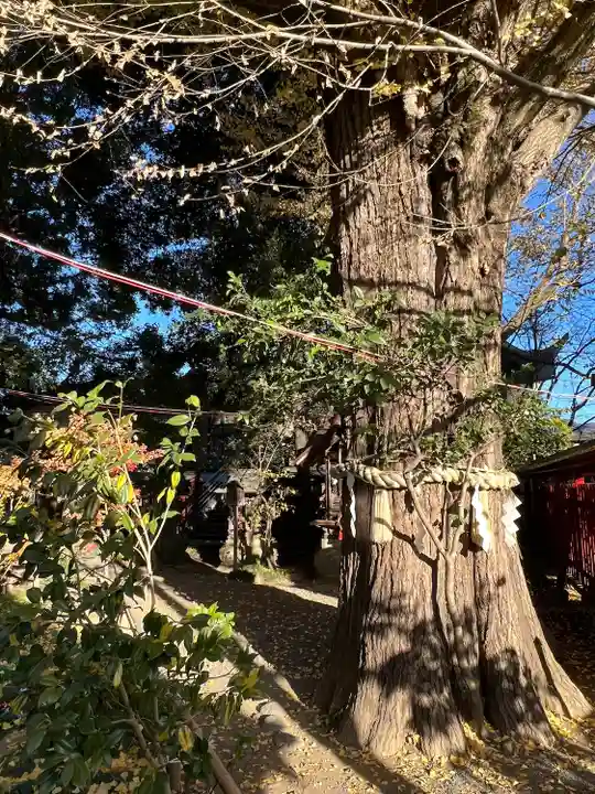 秩父神社(埼玉県)