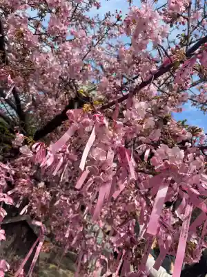 桜神宮(東京都)