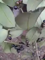 酒門神社(茨城県)