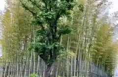 赤塚諏訪神社の自然