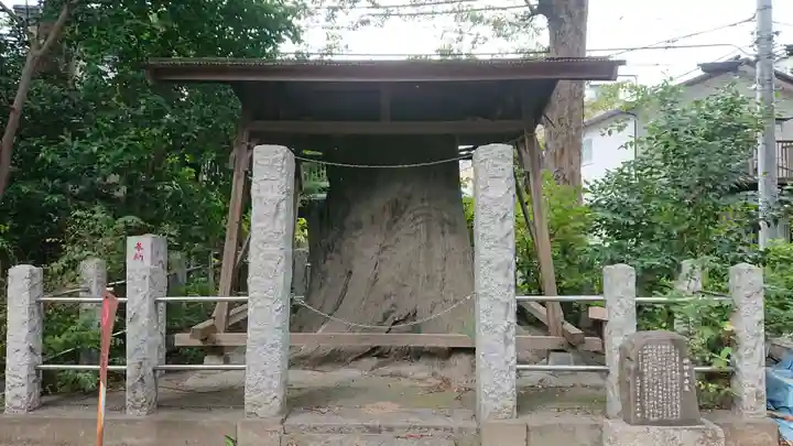 丸子山王日枝神社の自然