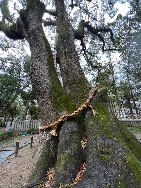伊弉諾神宮の自然