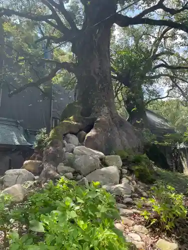 太宰府天満宮(福岡県)