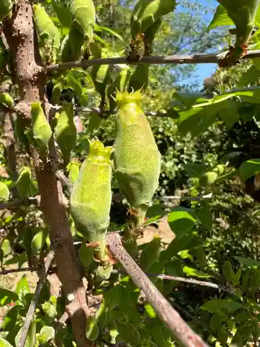 五井山 妙善院の自然