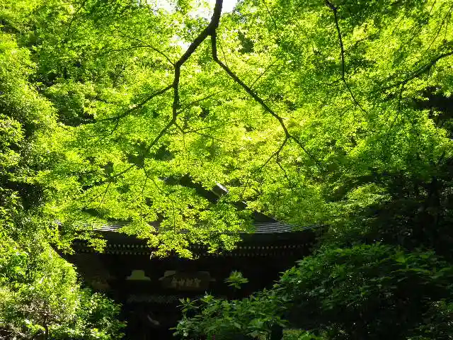 黄梅院(円覚寺塔頭)の自然
