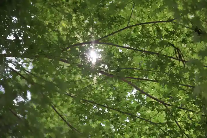須山浅間神社の自然