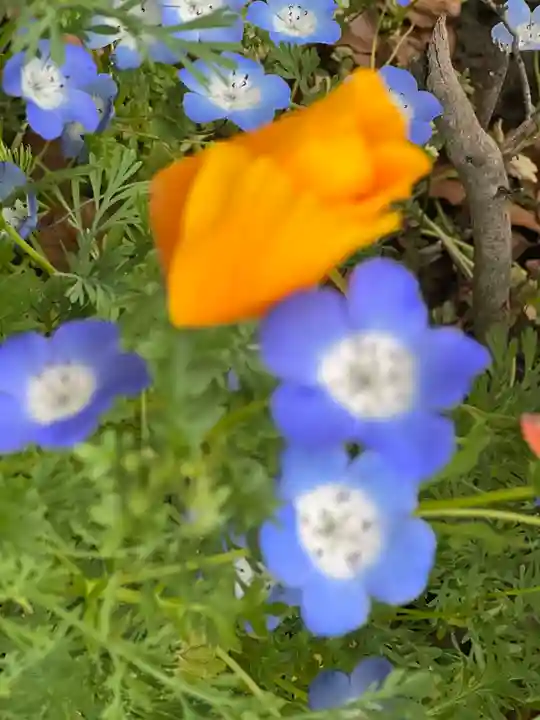 佐野原神社の自然