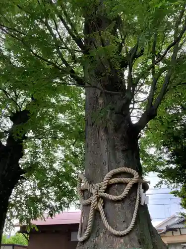 八坂神社(神奈川県)