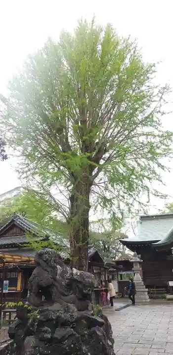 菊田神社の狛犬