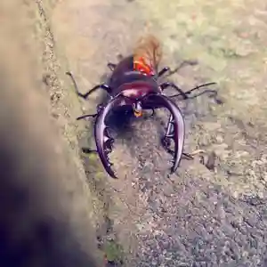 滑川神社 - 仕事と子どもの守り神の動物(2021年07月25日(日) 18時50分06秒投稿)