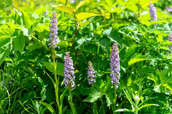 白山比咩神社 奥宮(石川県)