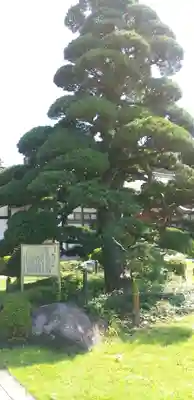 林泉寺(埼玉県)