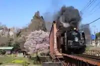 SL大樹