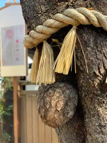 小室浅間神社の自然