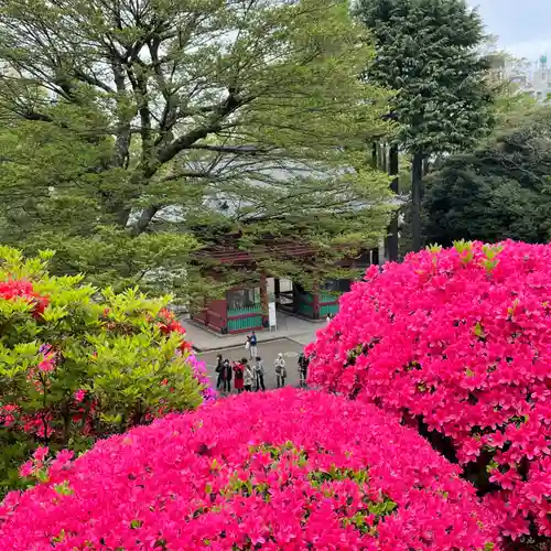 根津神社の自然